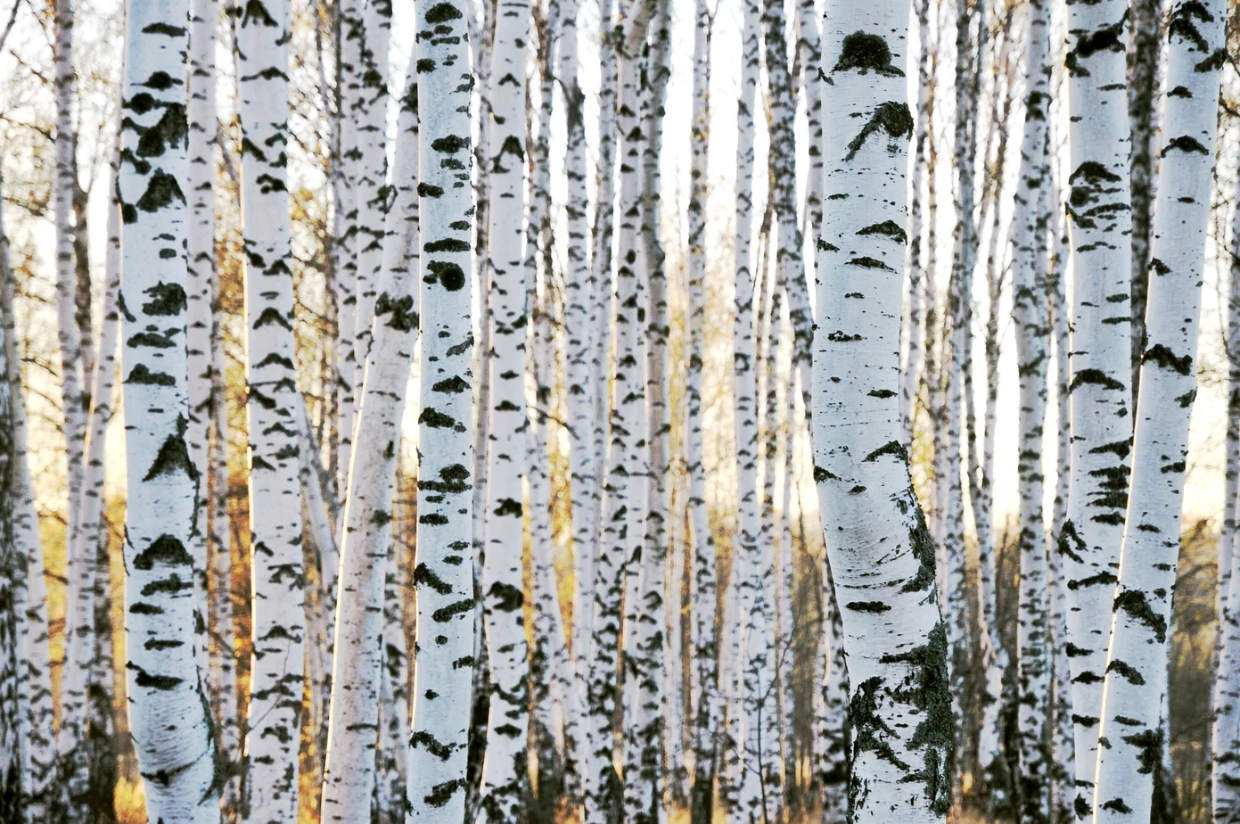 Birch tree – the colorfast bark