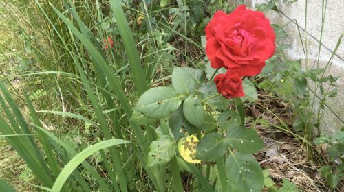 I promised you a rose garden