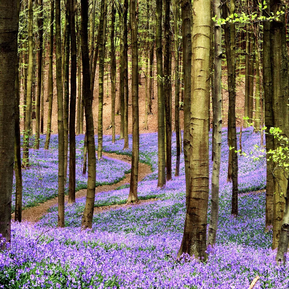 The bluebells of Hallerbos. A splendor! A yearly attraction for visitors and tourists.