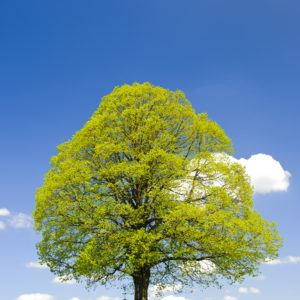 Sos trees