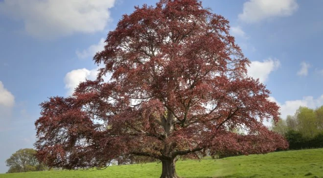 The European Copper beech tree