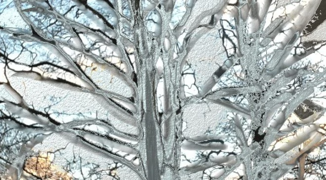 Cosmic paintings. The beauty of trees. An impression of its fragile and yet so strong nature