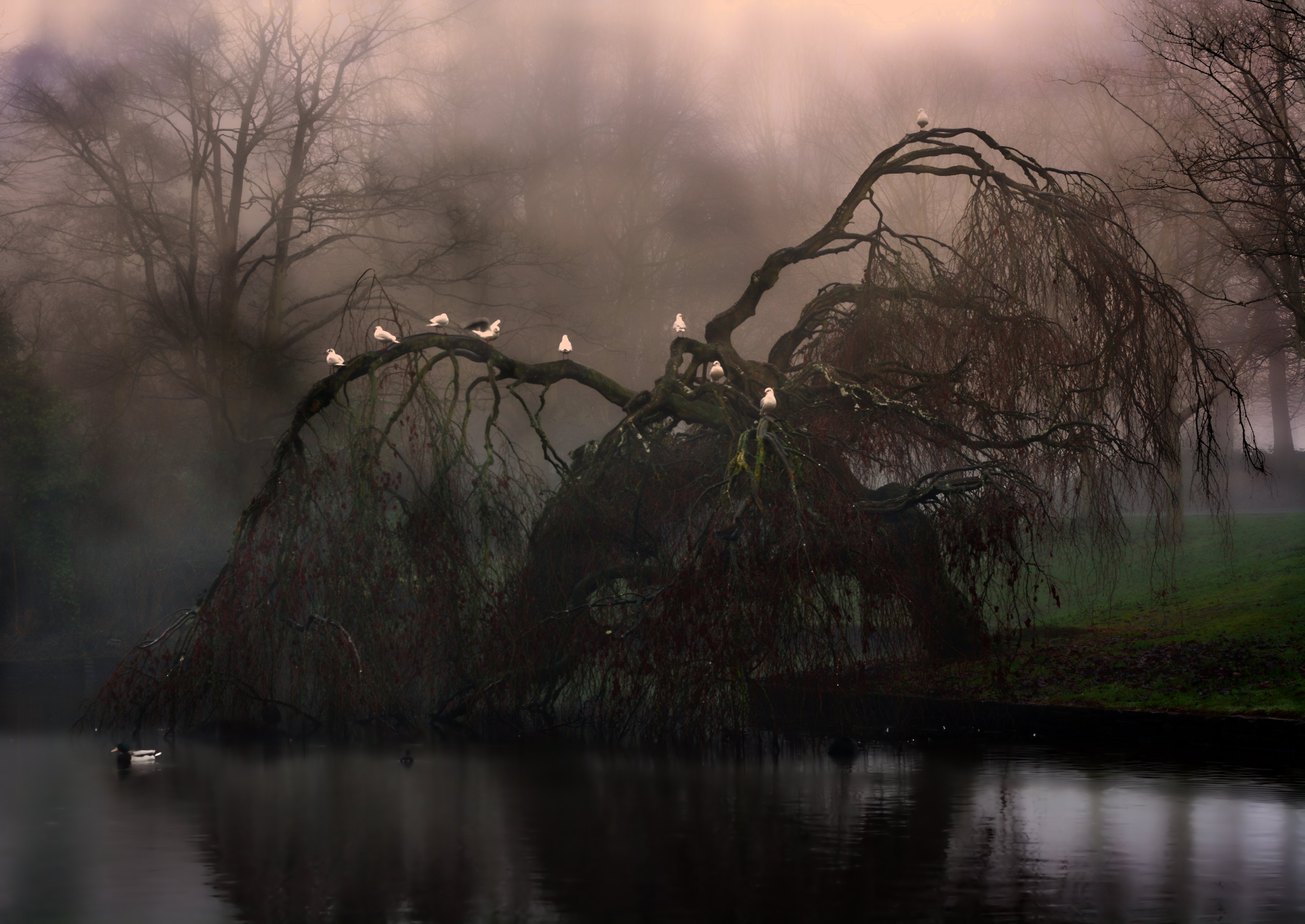Weeping willow tree in autumn. Misty and rainy cold weather covering the northern hemisphere