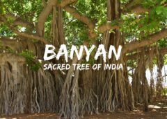 The Banyan tree. A place of dialogue, gathering, enlightment. Wisdom of the speaking Banyan Tree.