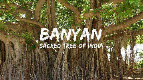 The Banyan tree. A place of dialogue, gathering, enlightment. Wisdom of the speaking Banyan Tree.