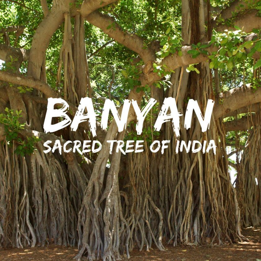 The Banyan tree, sacred in India. A place of dialogue, gathering and enlightment wher all can share their views