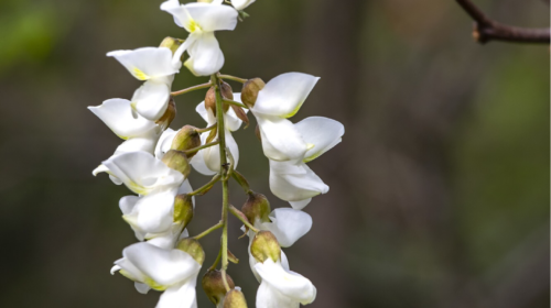 The acacia tree - sacred wood