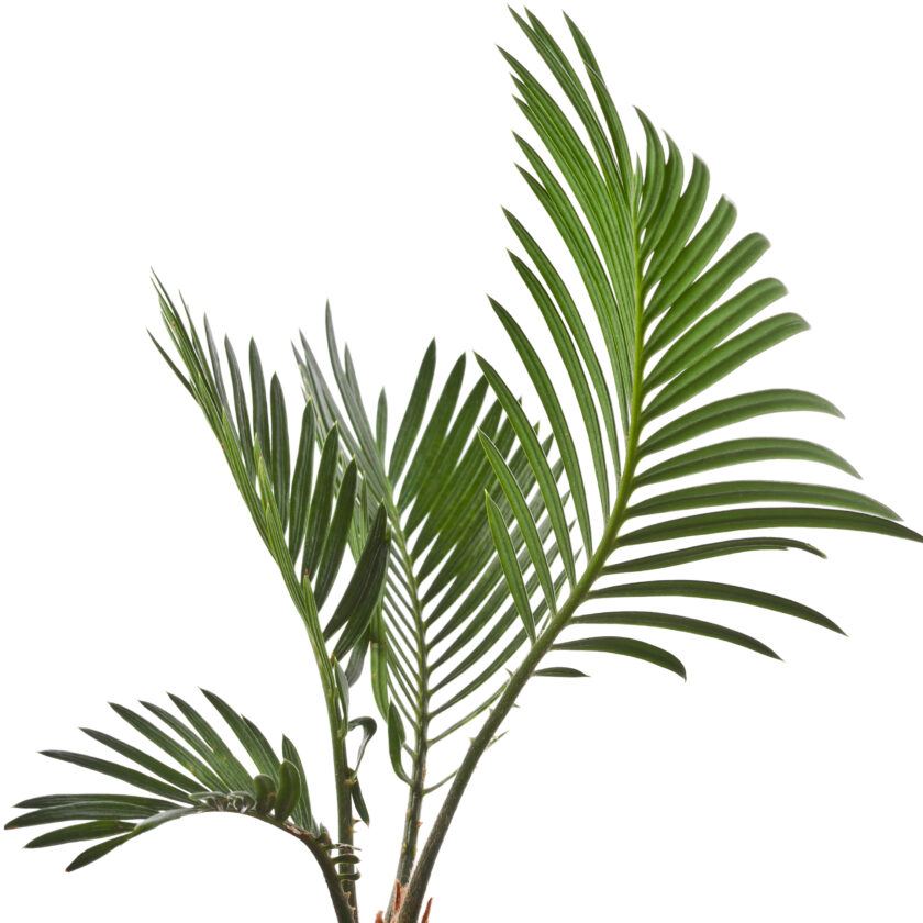The palm of eternity... known and growing all over the world. Evergreens never fading. The crown of victory!