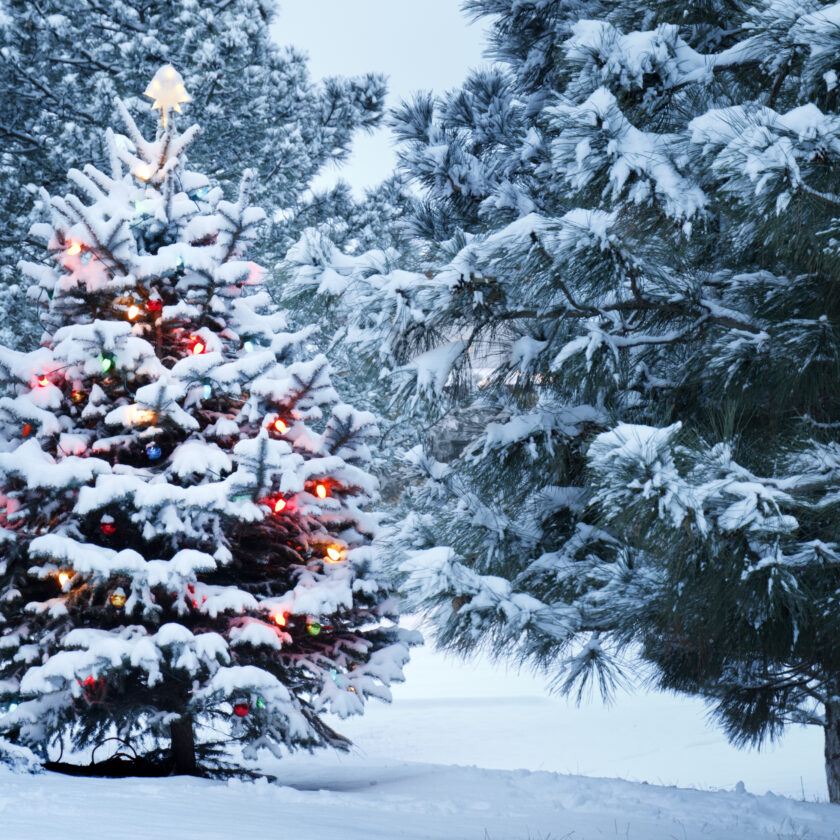 The christmas tree. Over the years by planting them, you will grow a forest!