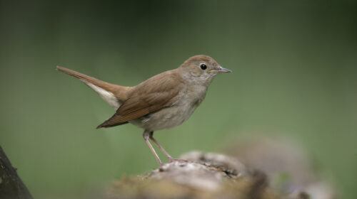 Like the sound of the nightingale.
