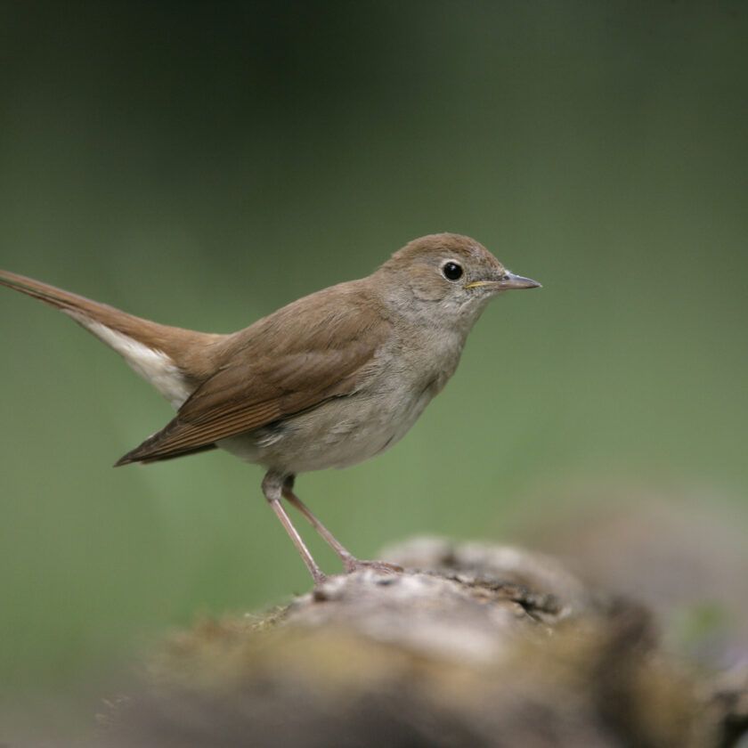 Like the sound of the nightingale… a beautiful song rising in the mids of dark nights