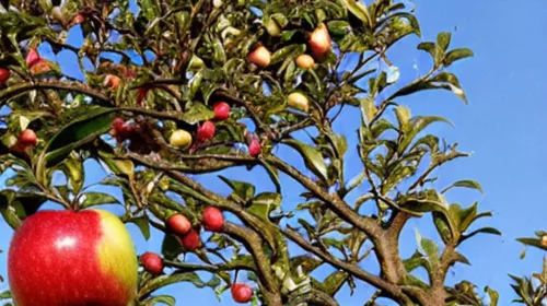 The Apple Tree that Inspired Sir Isaac Newton's Theory of Gravity. The falling apple.