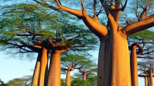 The Resilience of the Baobab Tree. Africa. Story. Fruit pulp, leaves, seeds, bark, flowers