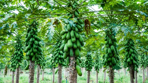 Papaya tree blessings, a story. Botanical , growing tips, key facts about fruit and seeds.