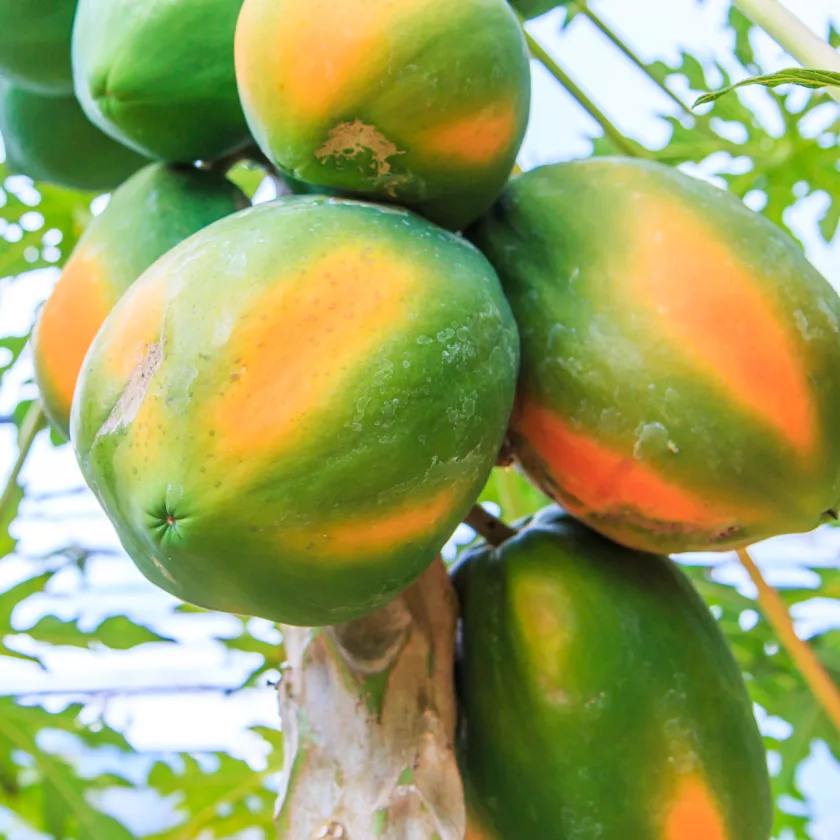 Papaya tree blessings for families, regions, nations.a sweet and healthy food.
