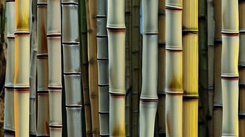History of Bamboo as Timber Harvesting and processing. Benefits.
