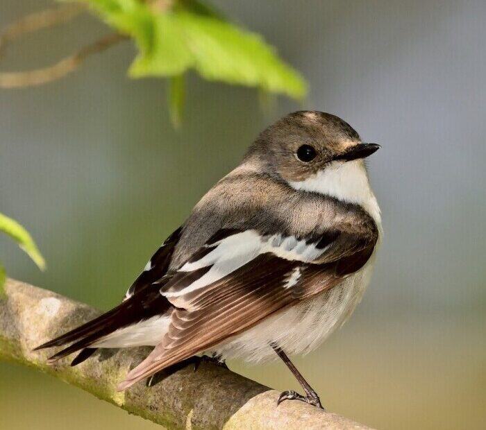 Trees That Attract Birds To Your Yard