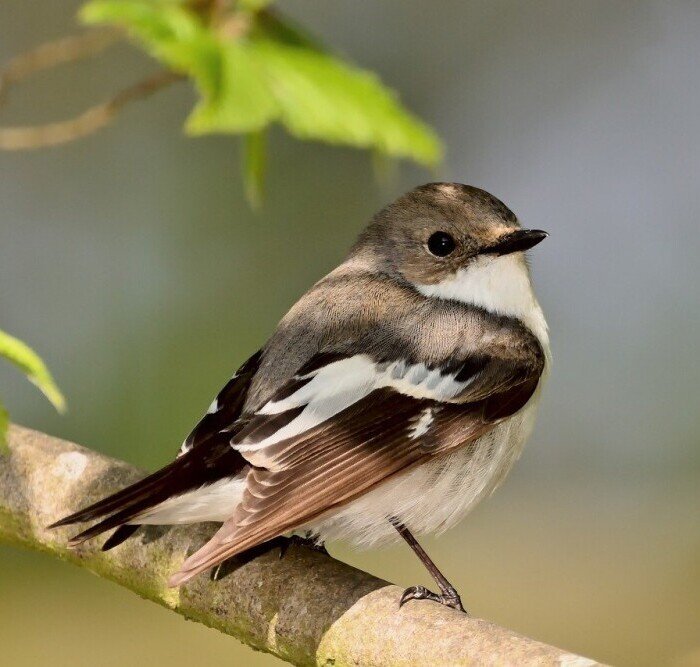 Trees That Attract Birds To Your Yard